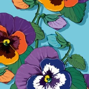 c: Illi Viola Blau