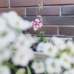 Grußkarte mit pflanzbarem Konfetti Heart – Bild 2