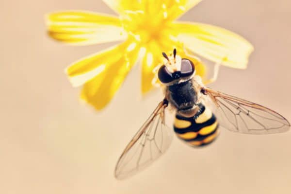 c: Grümis Christmas Bee