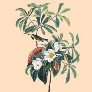 c: 30x40 Spring
