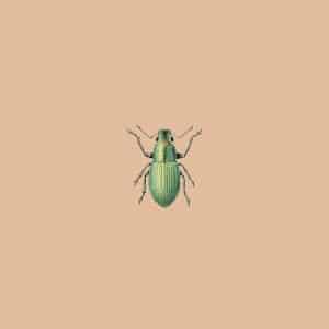 c: 30x40 Green