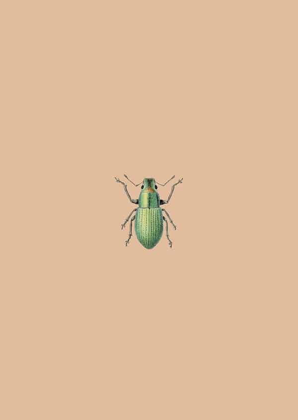 c: 30x40 Green
