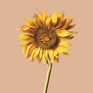 c: 30x40 Sonnenblume