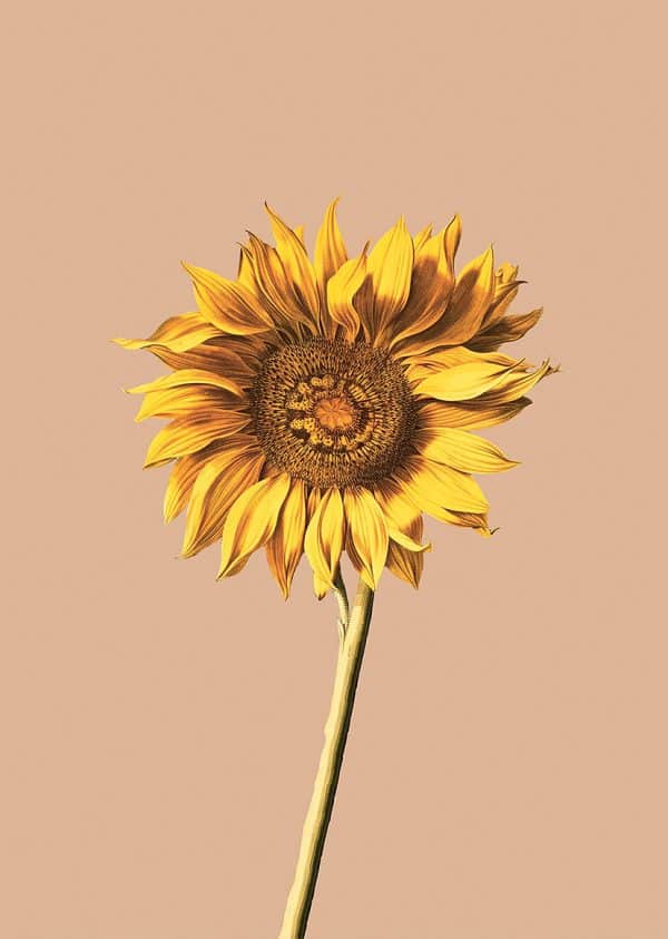 c: 30x40 Sonnenblume