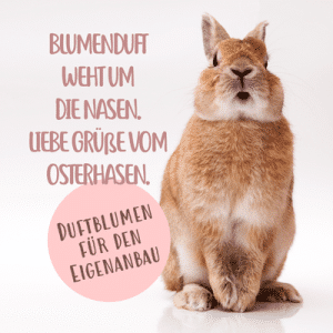 c: GRÜMI's Duftblumen