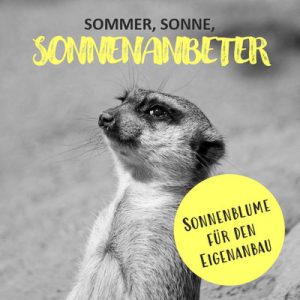 c: GRÜMI's Sonnenanbeter