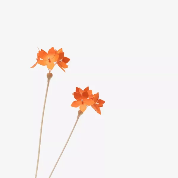 c: Millimétrée Clivia
