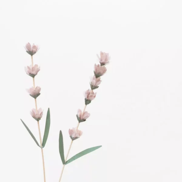 c: Millimétrée Lavendel