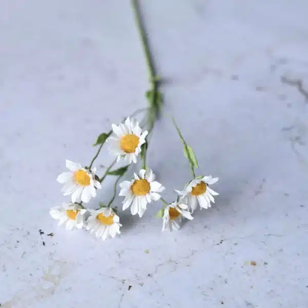 c: Flowrette